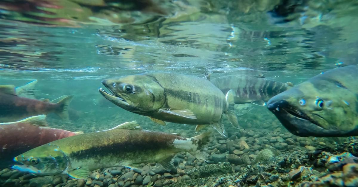 Nadar Contra Corriente: 3 Recetas de Salmón Fáciles y Saludables