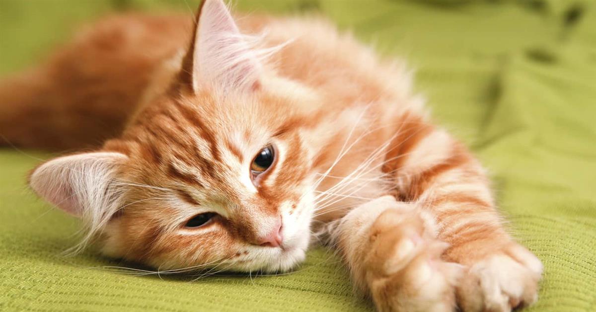 6 maneras en que tener una mascota puede mejorar tu vida después de los 60.