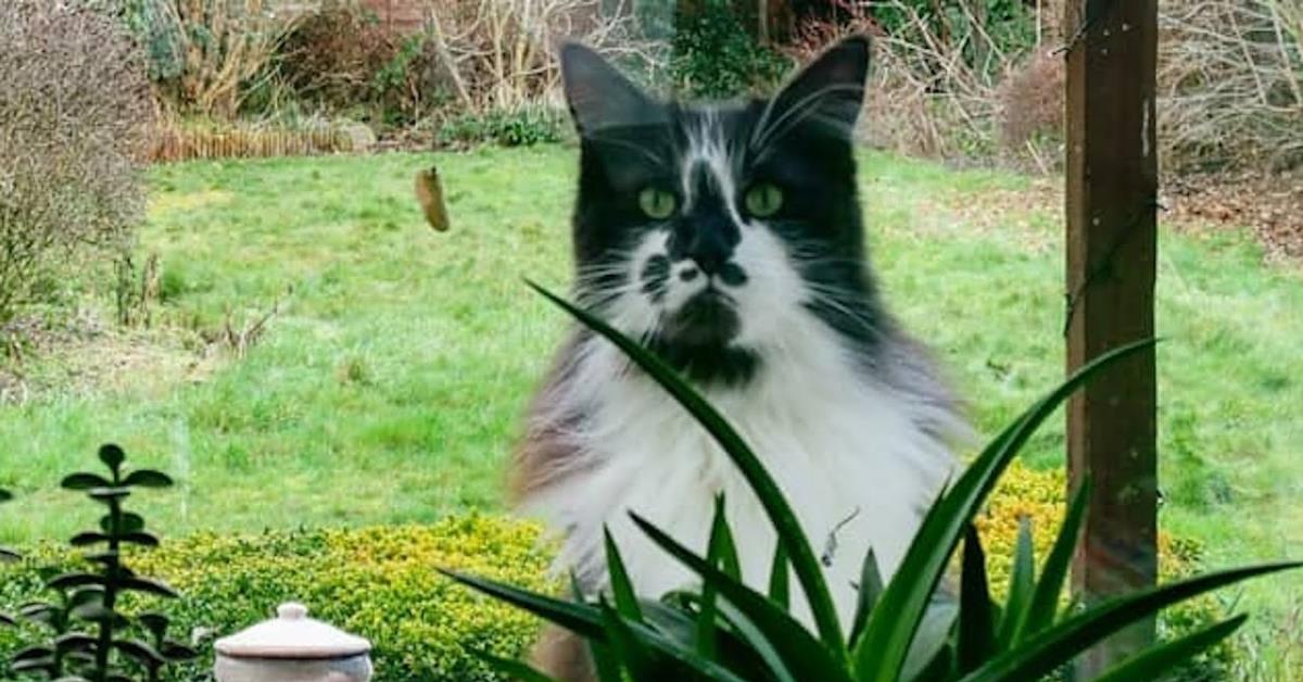 El gato pasa 5 años convenciendo a los vecinos de adoptarlo.
