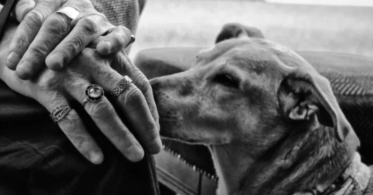 El amor fiel de una vida compartida