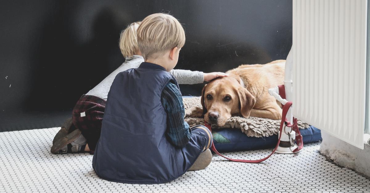 8 razones por las que las mascotas son excelentes para los niños pequeños
