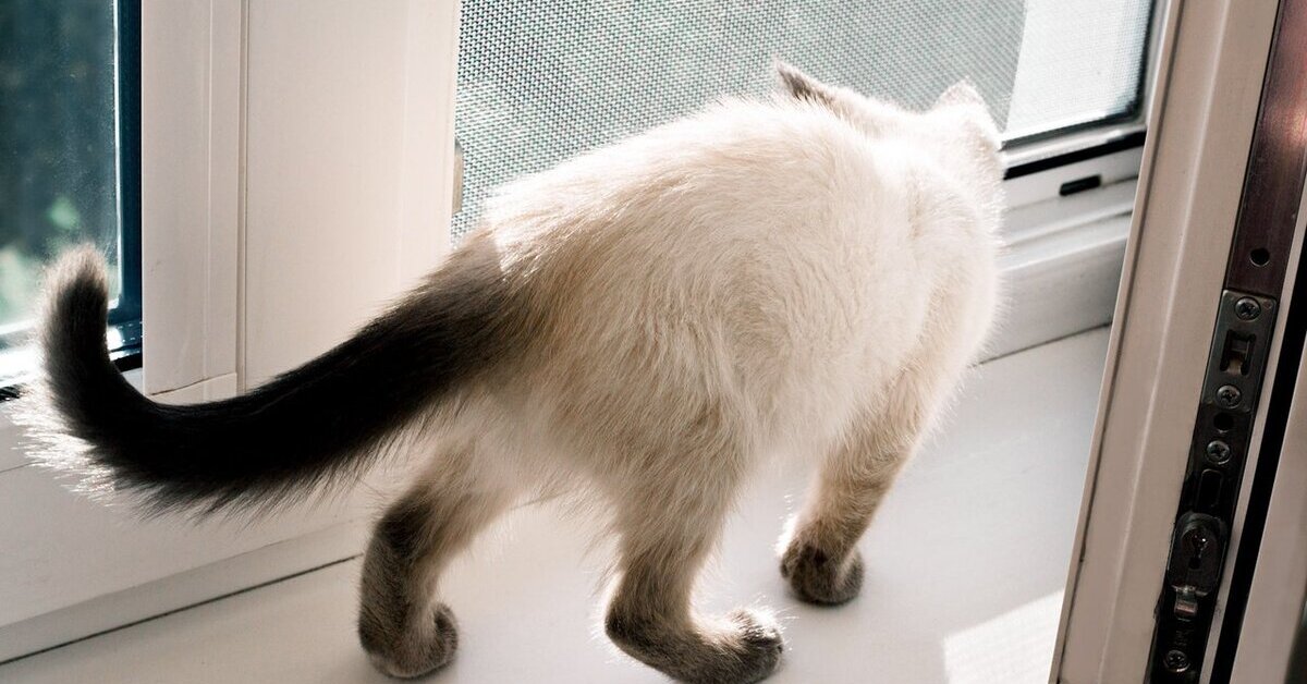 10 señales de que tu gato vive la mejor vida.