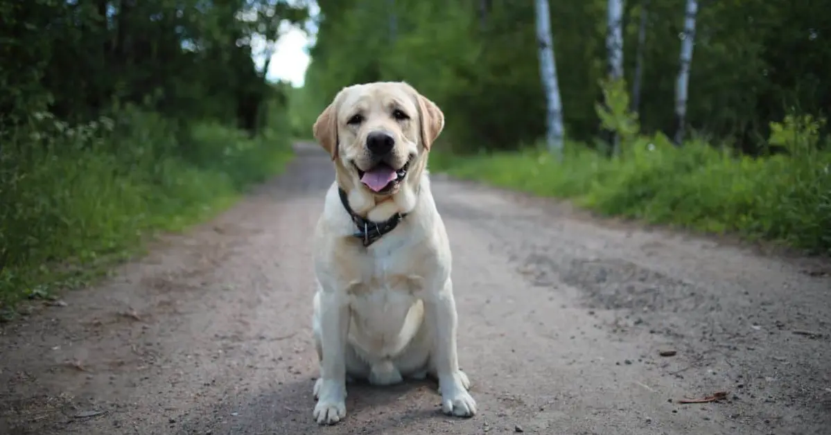 Dato interesante: Historias asombrosas de perros que regresan a casa.