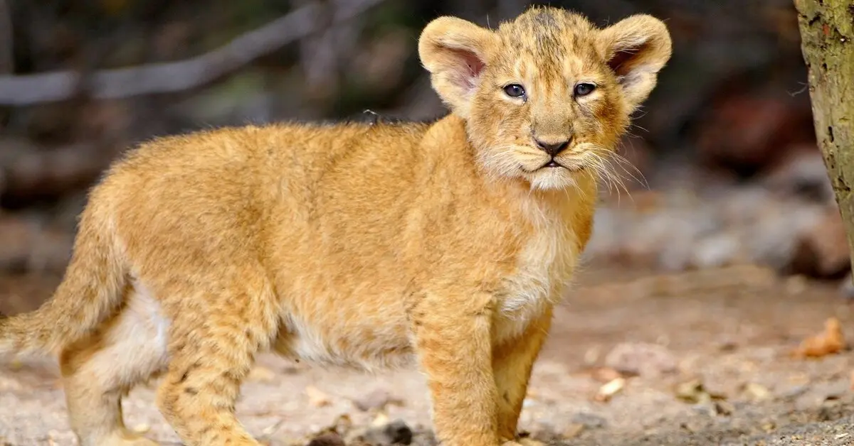 Un hombre rescató a una leona pequeña, ella creció y lo consideró su mejor amigo