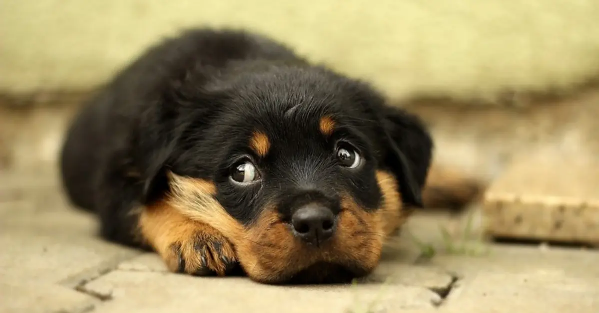 Cuando un cachorro olvida a su madre: ¿siente dolor por la separación?