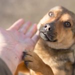 Un perro callejero mostró que el amor puede encontrarse en cualquier lugar