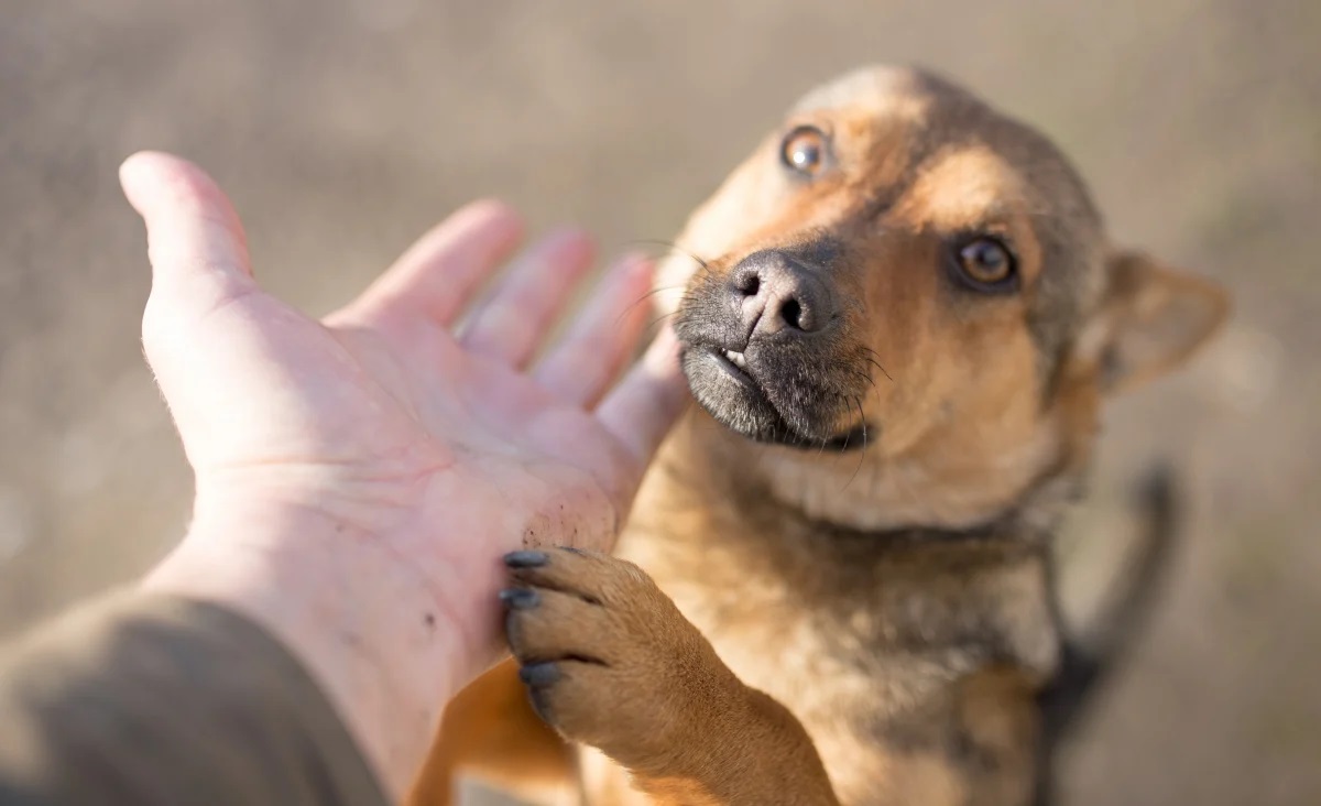 Un perro callejero mostró que el amor puede encontrarse en cualquier lugar