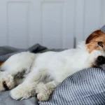 Descubra por qué el perro elige la cama del dueño para dormir.