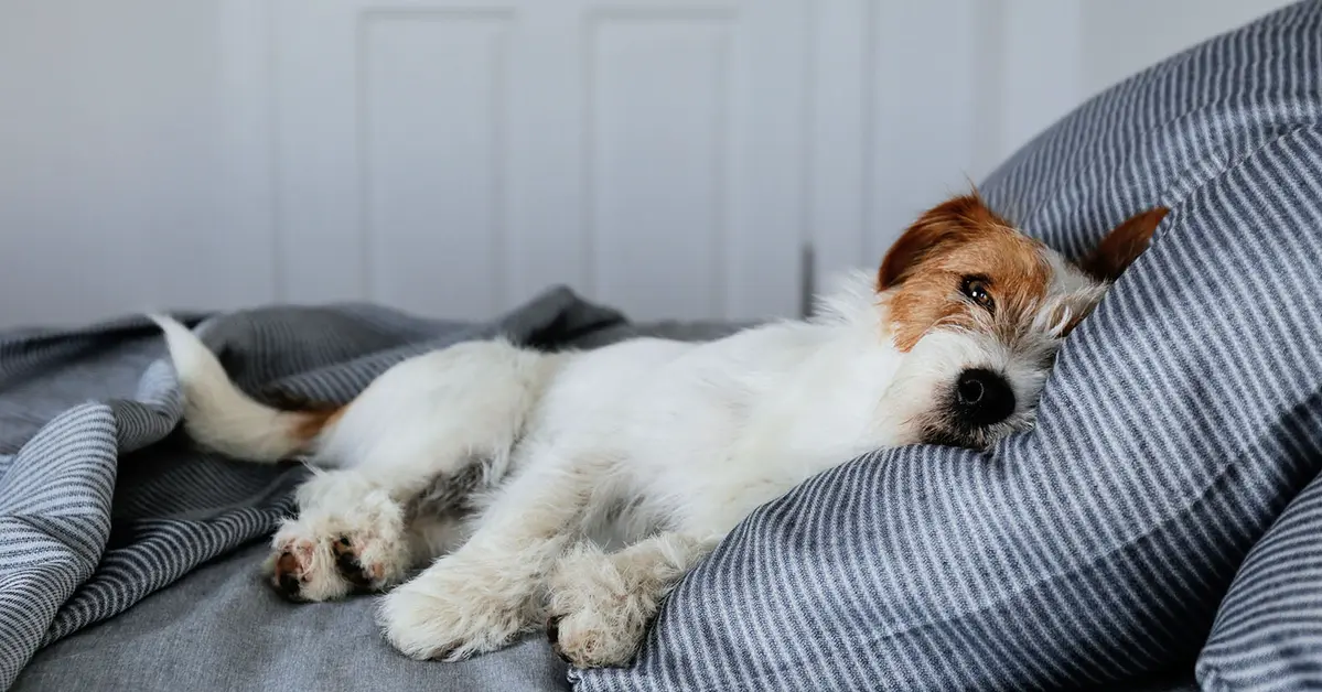 Descubra por qué el perro elige la cama del dueño para dormir.