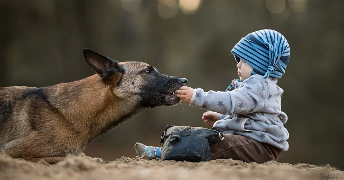 El héroe de cuatro patas: La historia de Max y Mateo