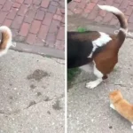 El perro estaba deprimido tras perder a su hermana, hasta que un gatito que se comportaba exactamente como ella salió corriendo hacia él.