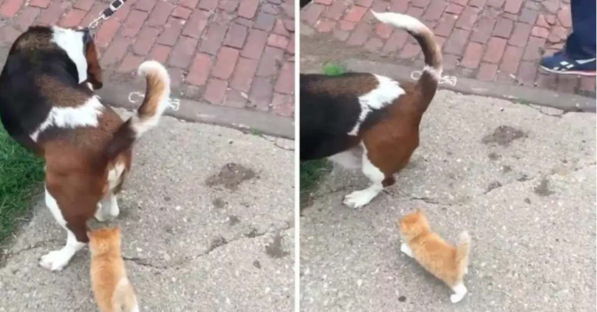 El perro estaba deprimido tras perder a su hermana, hasta que un gatito que se comportaba exactamente como ella salió corriendo hacia él.