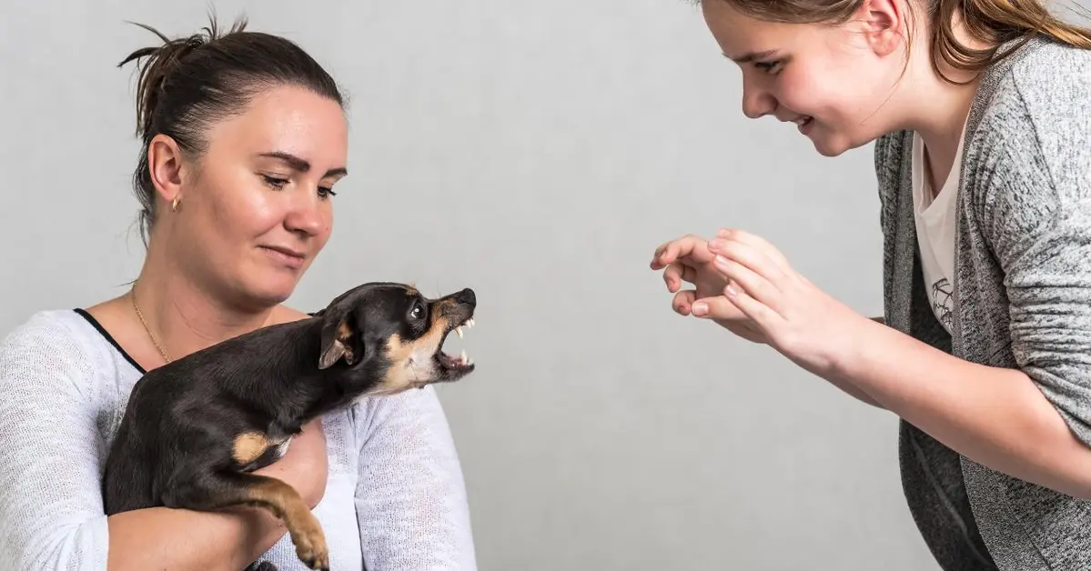 Cómo enseñar a un perro a no ladrar a los transeúntes utilizando métodos sencillos.