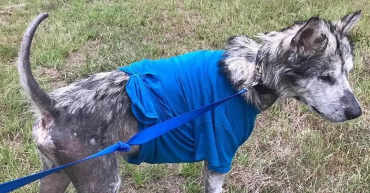 El perro sufrió mucho de los humanos, pero los amó tanto que pudo volver a confiar y transformarse en un verdadero galán.